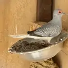 ماسي