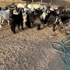 تيوس مخاصي العدد 33 فيه 4 حفراة