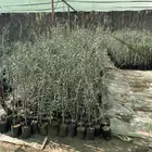 اشجار وشتلات زيتون تبدا من 5 ريال