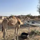 قعود قصب اصفر