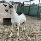 تيس بيشي