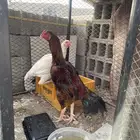 دجاج باكستاني