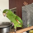 ببغاء كنيور وايت اي من النوادر