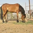 فرس عربيه شعبيه لقاح