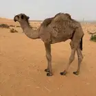 للبيع قعود
