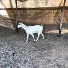 عنر بيشيه تم البيع خارج الموقع