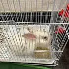 ارنب للبيع ب 35