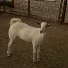 تيوس للبيع
