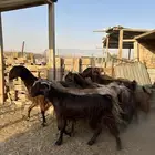 معزا قبرصيات فاخره