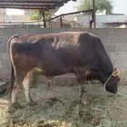 عجول وأبقار للبيع