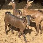 تيسوجفرتين فل شحم