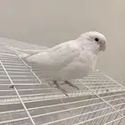 فرخ كروان اللبينو نهاية غر هدد نشبه