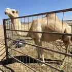 جمل حر للبيع