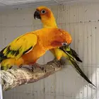 صن كنيور منتج