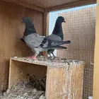 حمام قطايف