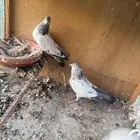 حمام باكستاني