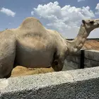 جمل فحل للبيع