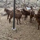 القنفذه حلي