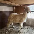 طلي نجدي جذع و سواكن جذعان