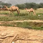 للبيع