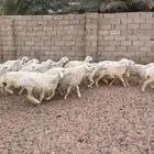 غنم حريه جذعات