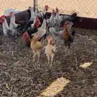 دجاج فيومي وبلدي اعمارهم فوق 4 شهور
