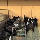 تيوس مخاصي وجفار ذبايح