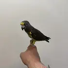 للبيع ببغاء المائر