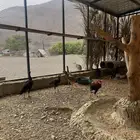 دجاج باكستاني سندي بيور