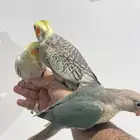 فروخ كروان وكنيور تركواز(تم البيع)