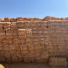 تبن قمح