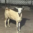 الموقع جنوب العارضة