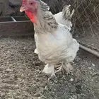 دجاج كولمبي وسلفر