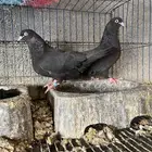 حمام قطيفي (( قلاب))