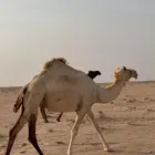 للبيع ذلول حره