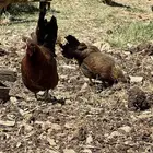 دجاج عربي ثرثه دم صافي
