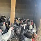 صيصان دجاج
