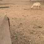 حرية تامة حاصب فيها سن طايح. الديس خربان الضبيعة