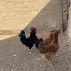 دجاج تركي مهجن بلدي