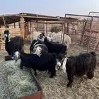 خمس معزا عواض صنف دفيع