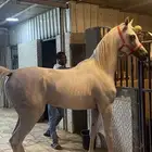 حصان واهو