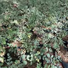 مورنجا عربي آو يسر عربي الموقع ابوراكه غرب العلا