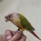 كنيور اناناس