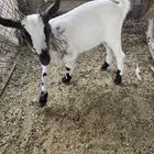 ماعز قزم جفرة قزمية