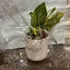 نباتات مشروع جامعي