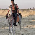 يوجد عسافه خيل ترويضها وعادة تطبيع وتعليم التربيع والرقص