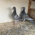 طبه زاجل سباق