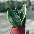 نبات سنسفيرا قزمي صيني