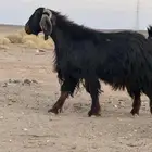 للبيع تيس فحل(تم البيع)