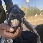معزه حليب